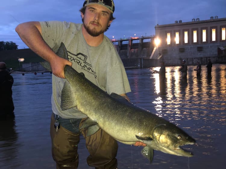 Salmon 