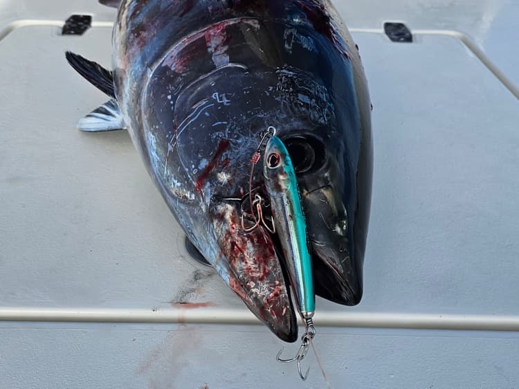 11/12/23 November Bluefin - Close out 2023 with a Bang with this Info